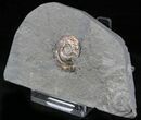 Brilliant Psiloceras Ammonite - England #25804-2